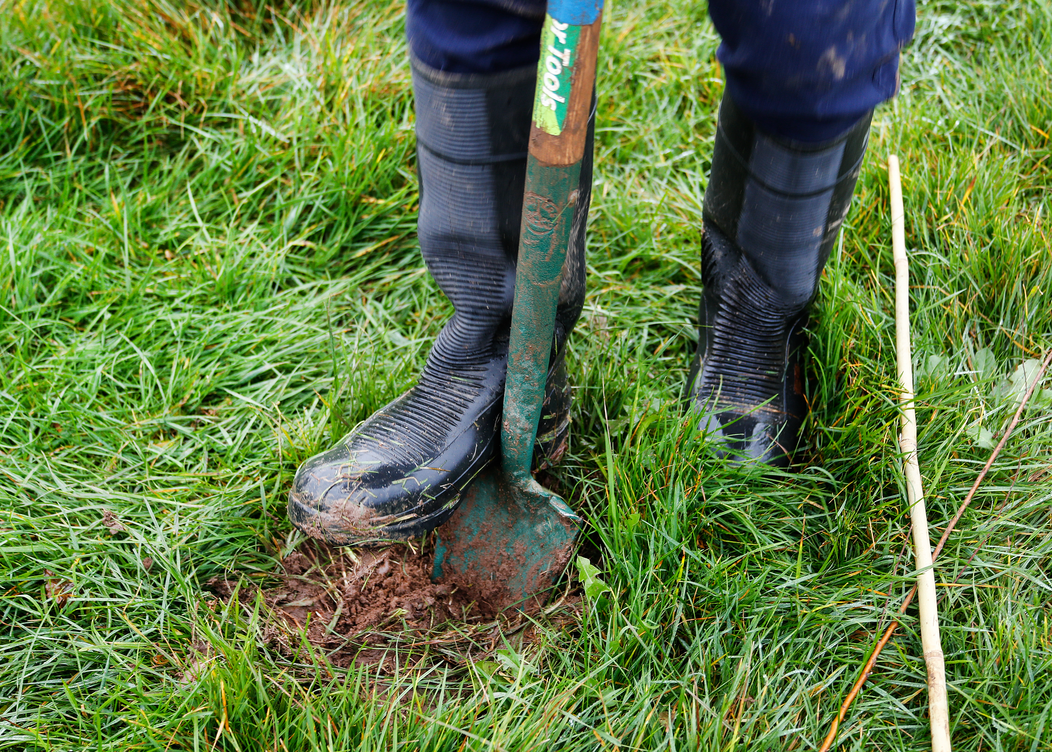 A close up of someone's wellie digging up a spot to put a tree sapling in the ground