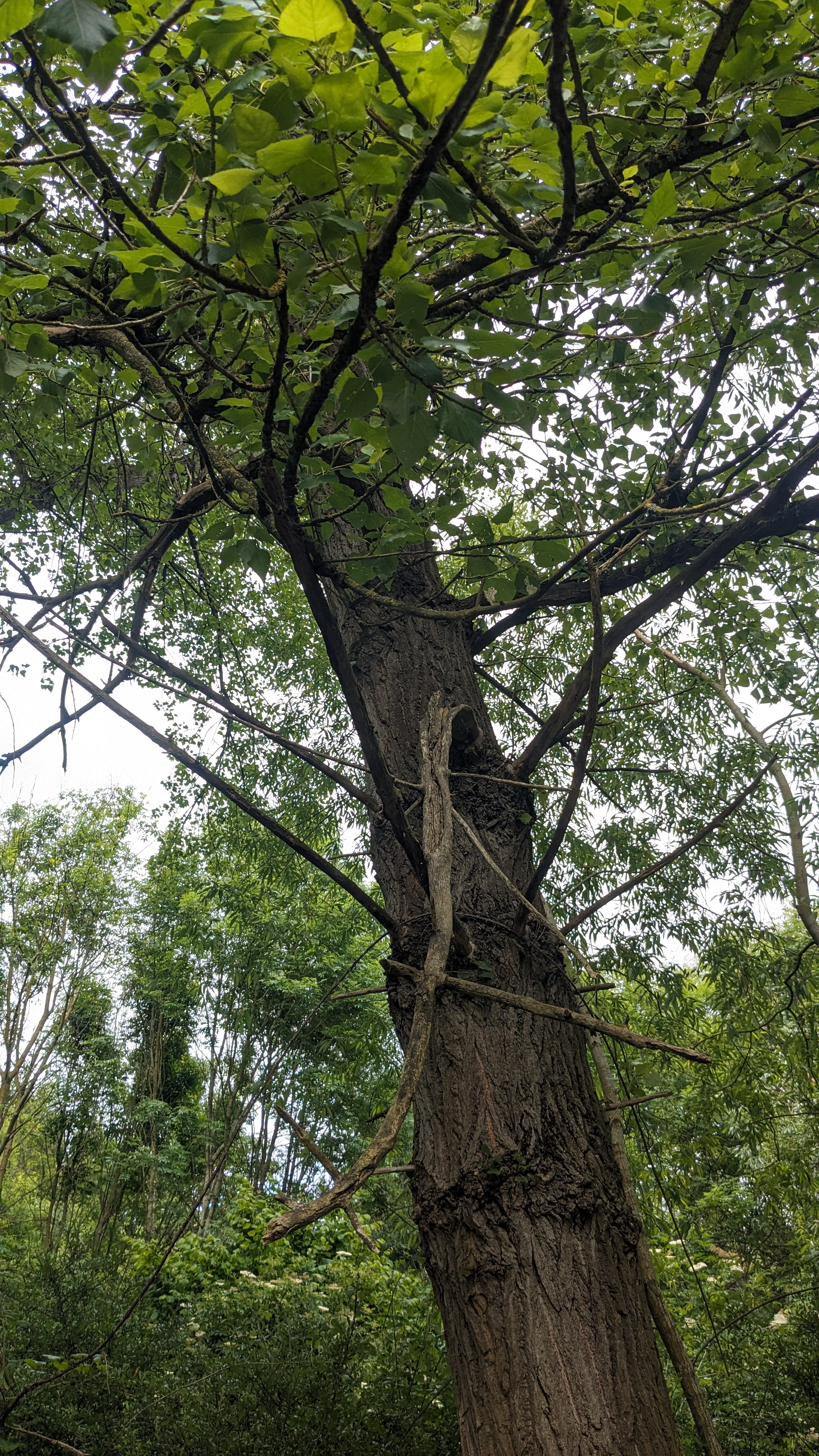 A veteran black poplar at Morgrove Coppice
