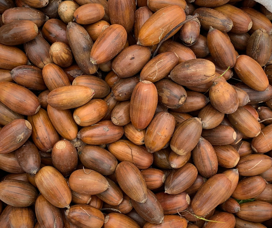 A close up of acorns 