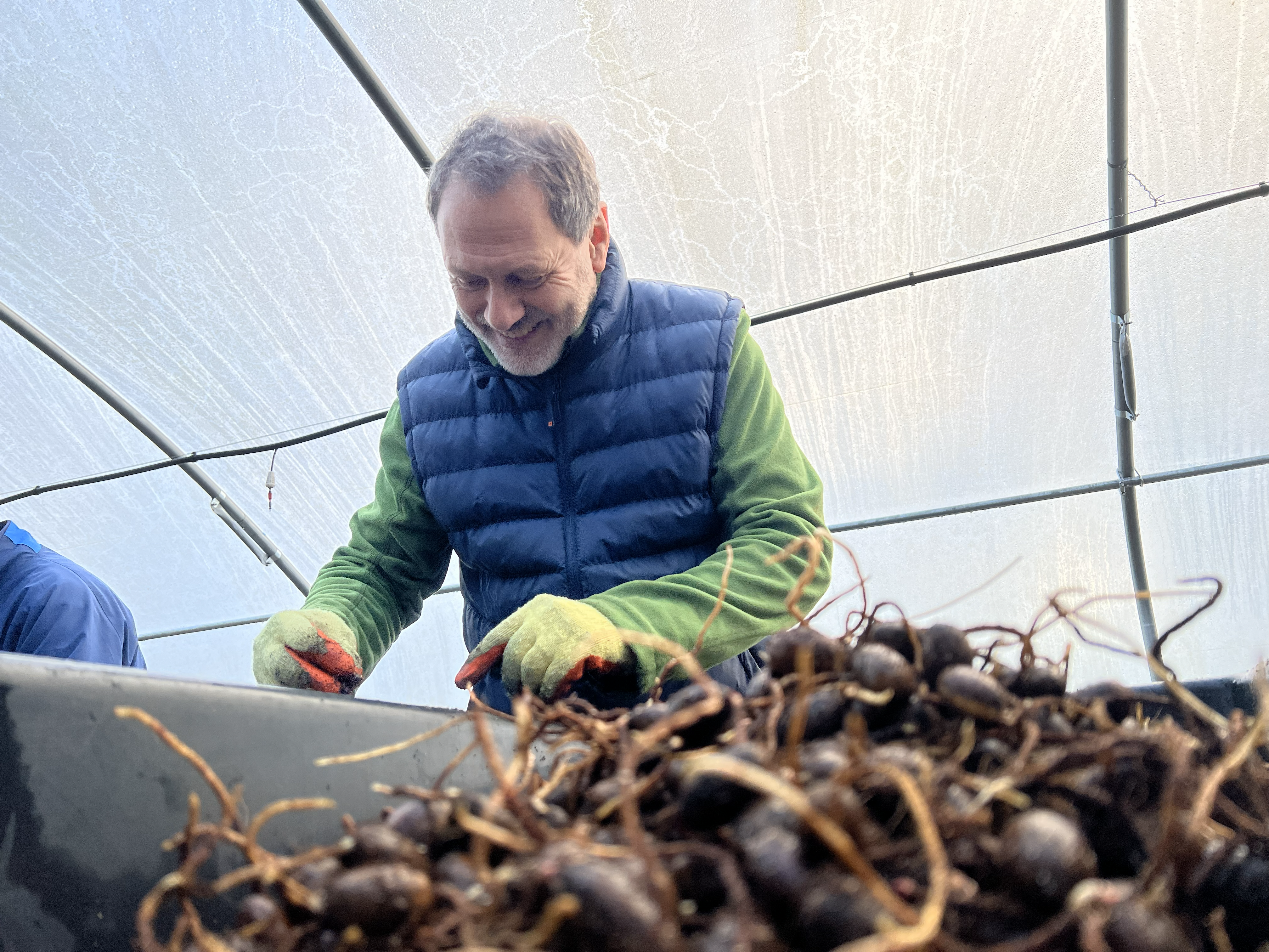 A volunteer planting acorns into cell trays 