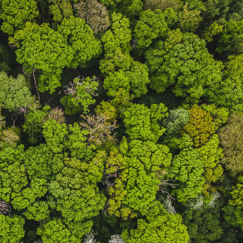 An aerial shot looking down onto a mature woodland canopy.