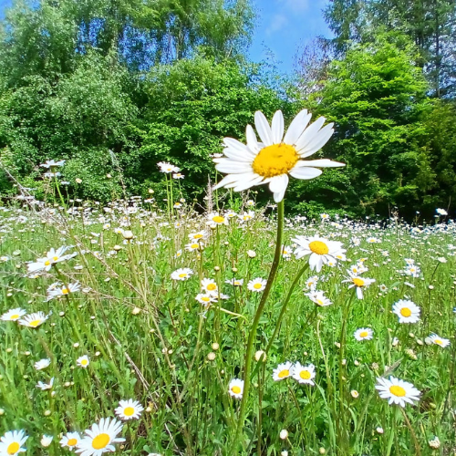 A close-up of oxeye daisies in a woodland glade.