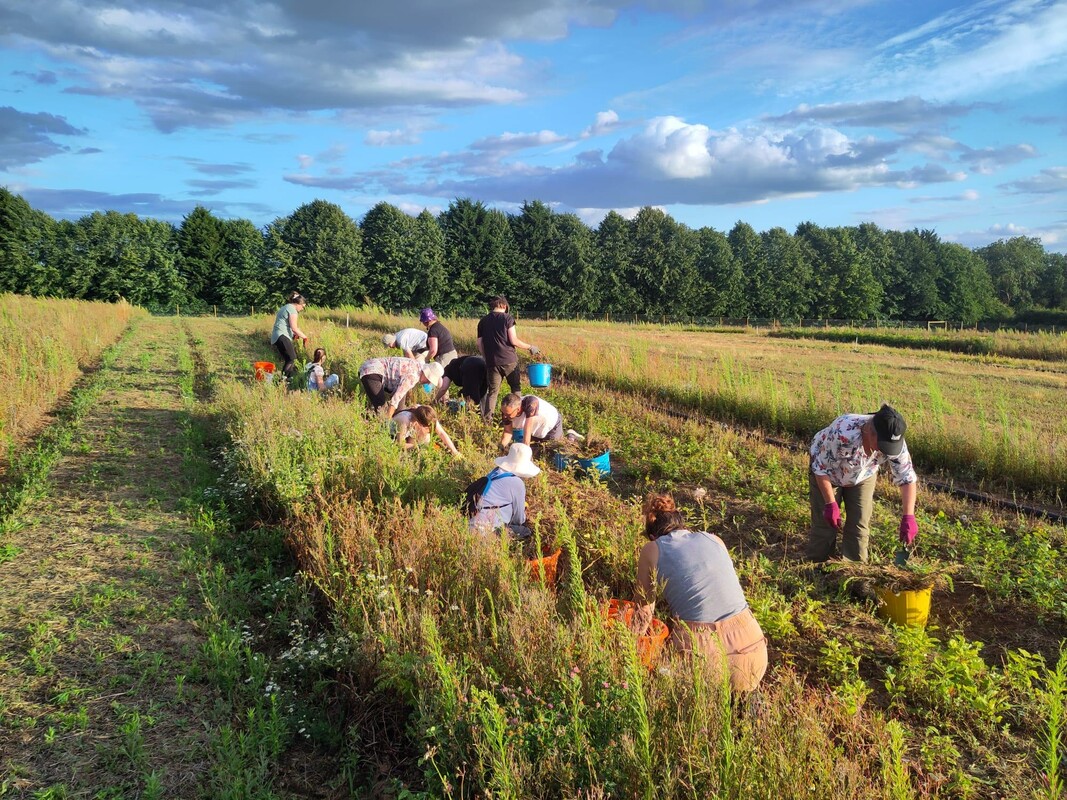 Volunteers weeding the beds at the tree nursery during an evening session