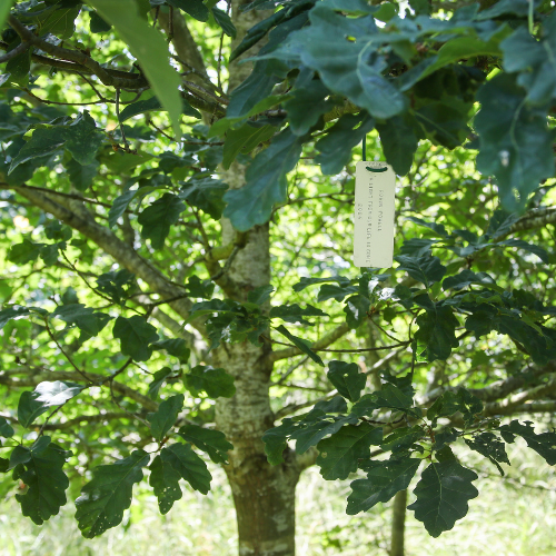 An oak tree featuring a personalised tag dedication