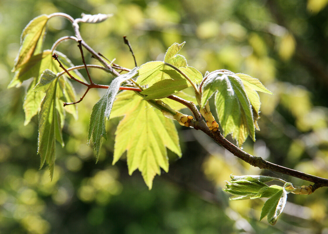 A field maple tree, a close up of the branches and the fresh light green leaves that have emerged following the spring
