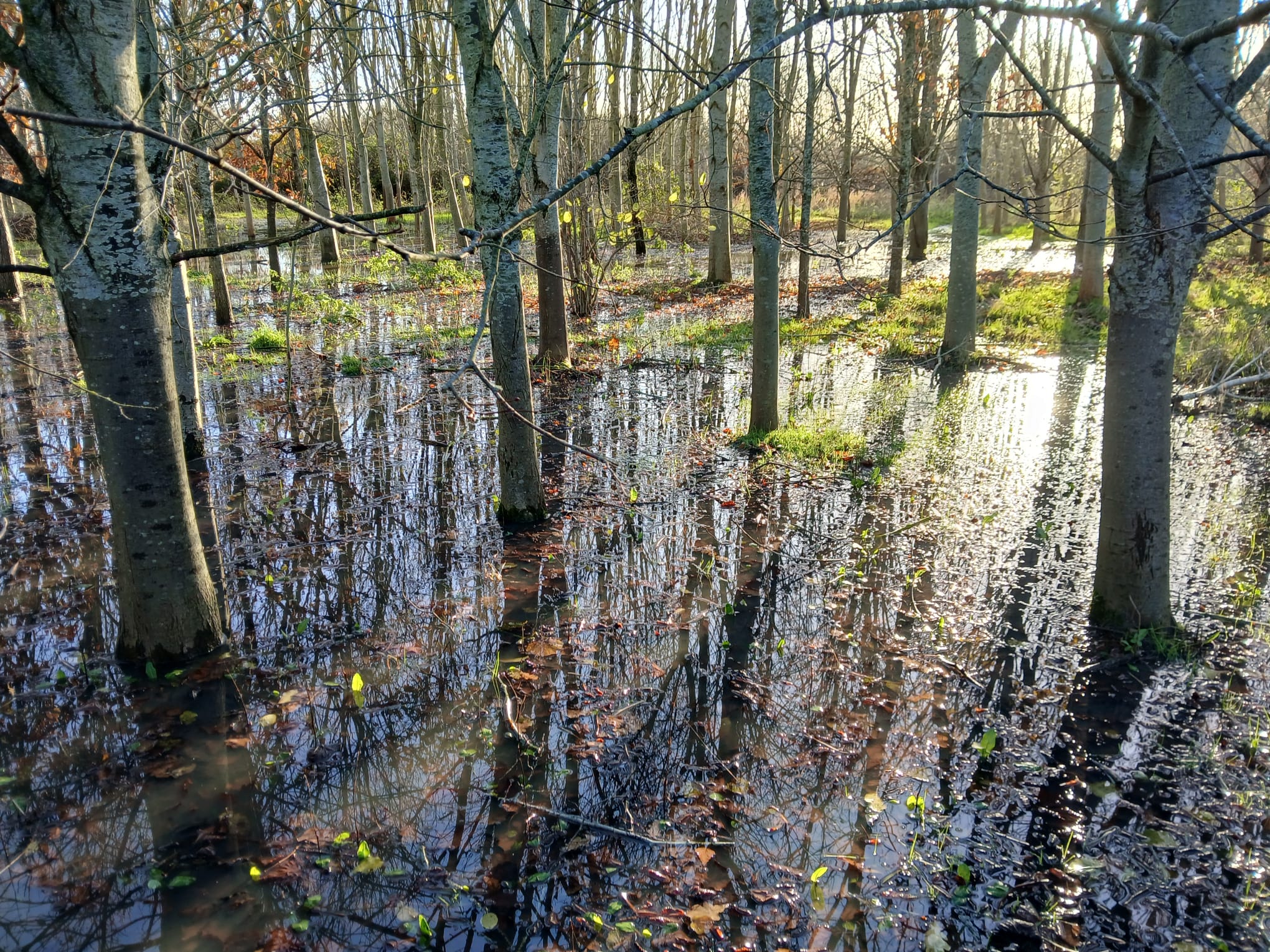 Silver birch trees growing from a flooded Forest floor with the dappled autumn light casting shadows 