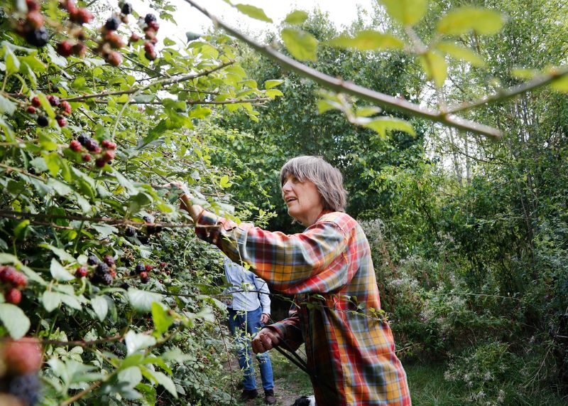 A woman wearing a checked shirt leaning into to pick blackberries from a hedgerow in the Forest