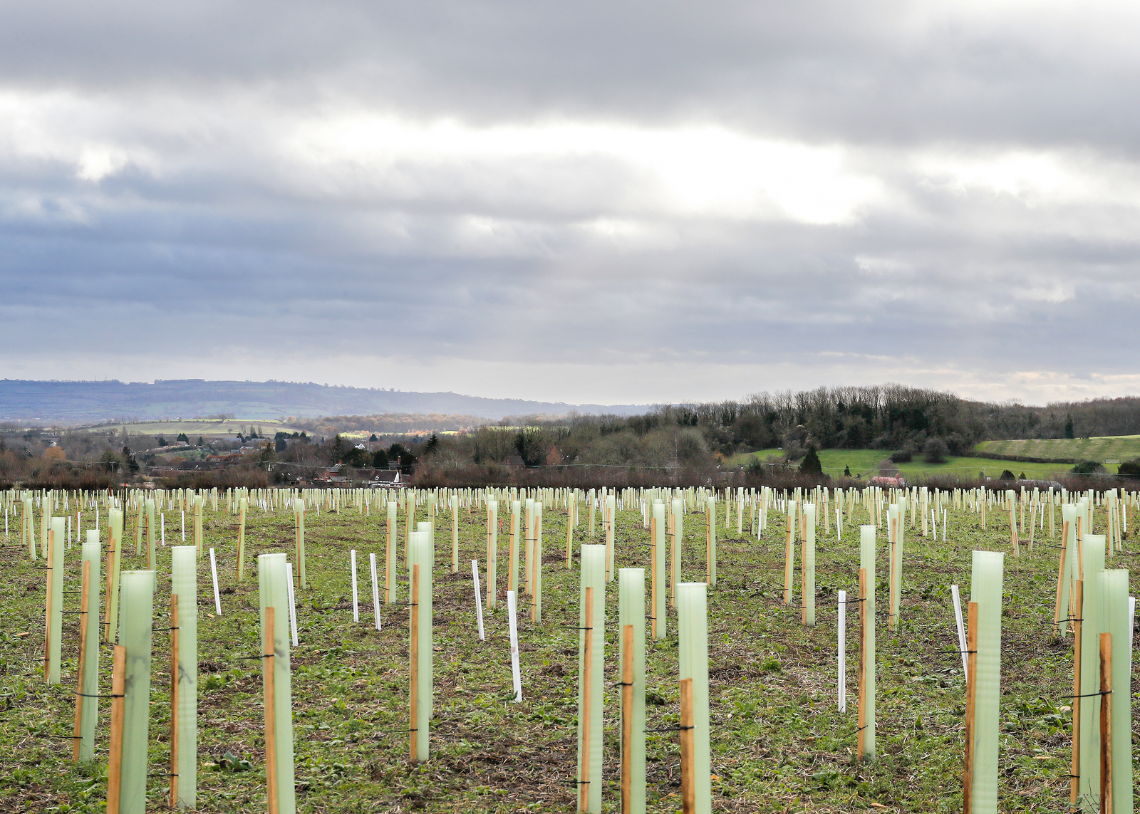 View of a field of newly planted trees in white protective guards with fields, hills and mature trees in the distance