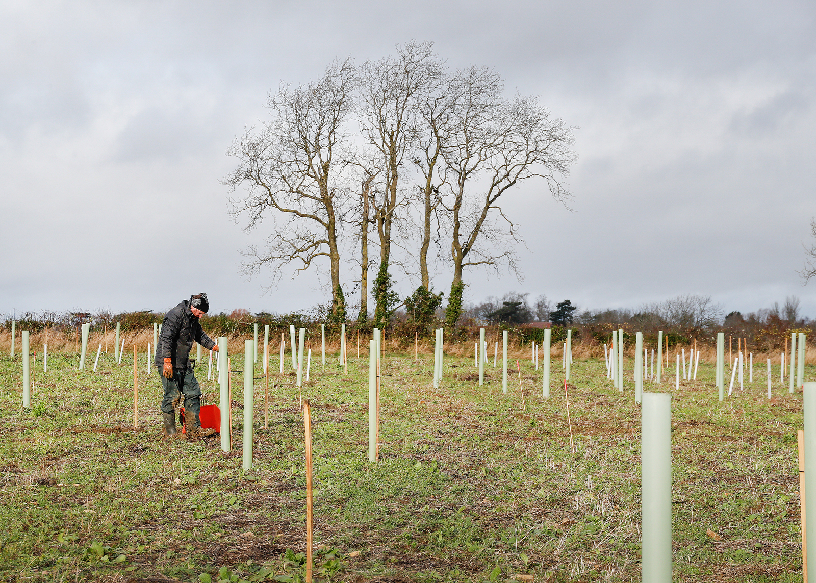 One of our Forestry Team in a tree planting field full of newly planted saplings 