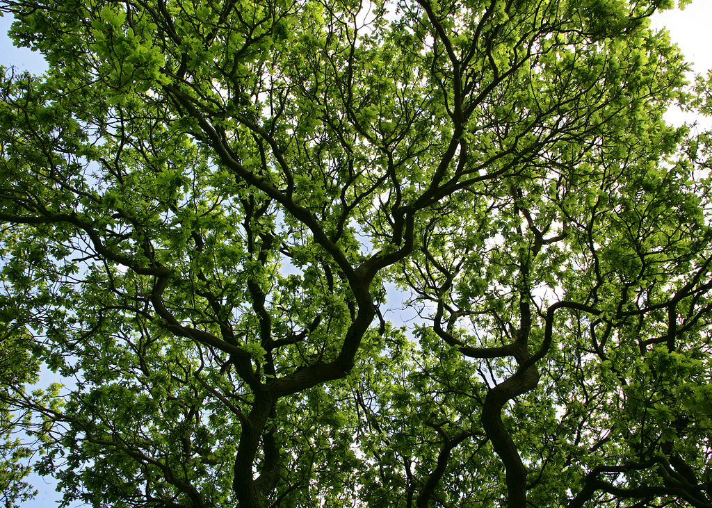 Looking through the branches of a tree canopy with blue sky behind