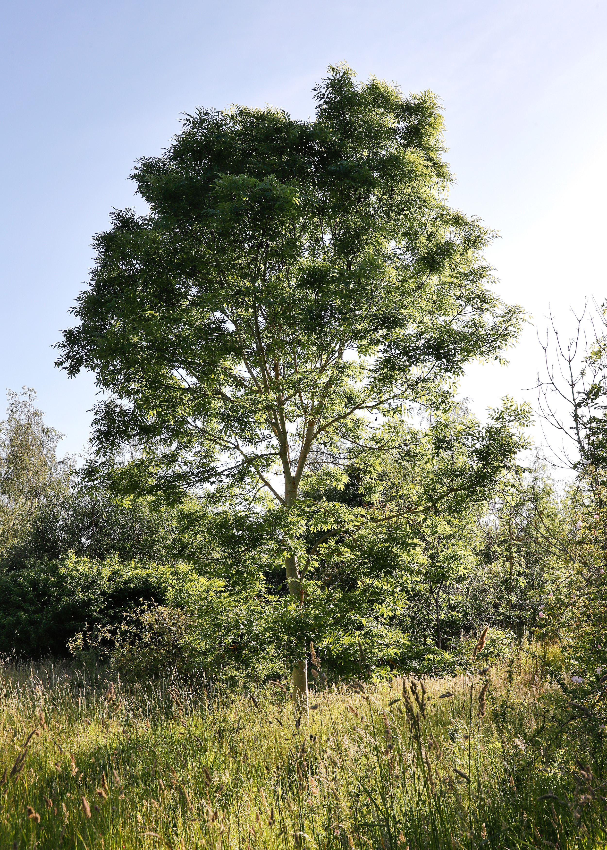 Big tree with sunlight shining through its leaves