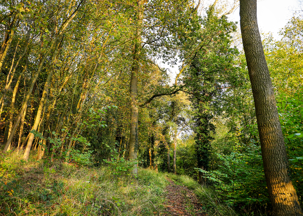 A woodland path curving through some autumnal mature woodland