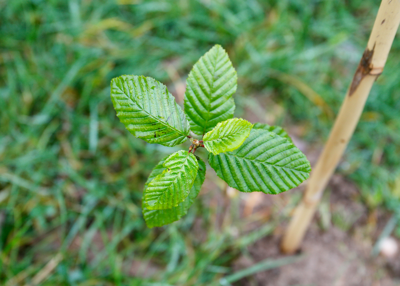 Close up looking down on a newly planted tree sapling in a field with a cane alongside