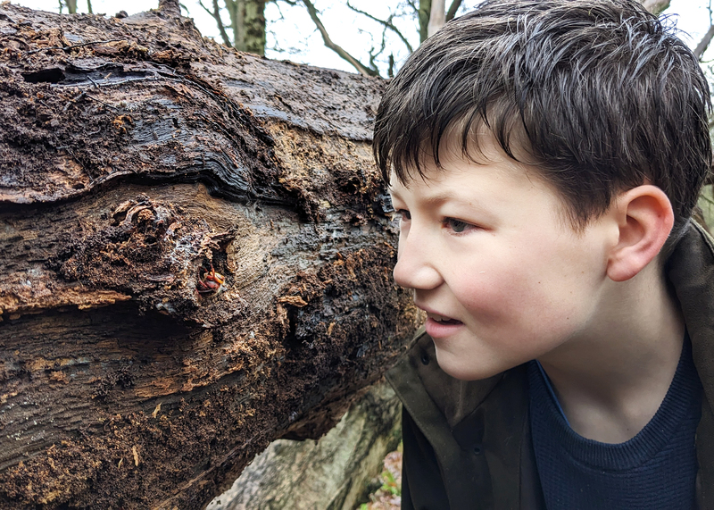 Close up of a boy staring at the bark of a tree trunk
