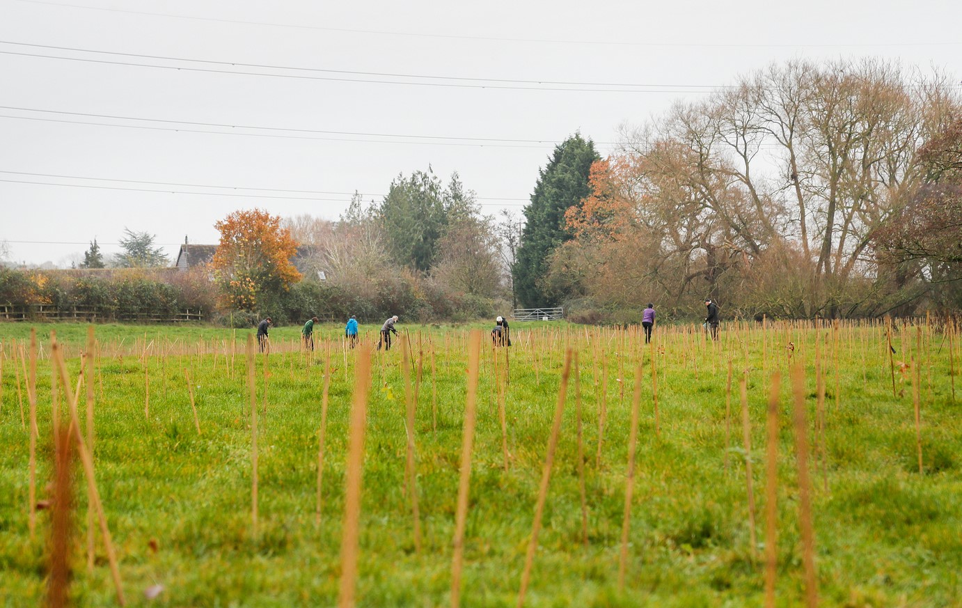 A group of volunteers planting trees in the distance with wooden canes in the foreground