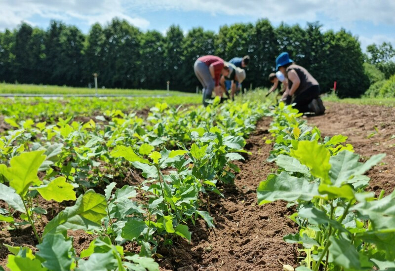 volunteers weeding a seed bed at luddington tree nursery