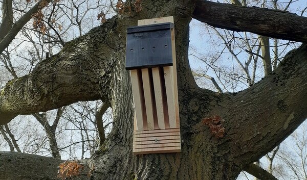 A newly installed bat box at Sheriff's Lench
