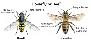 A diagram showing the differences between a hoverfly and a bee