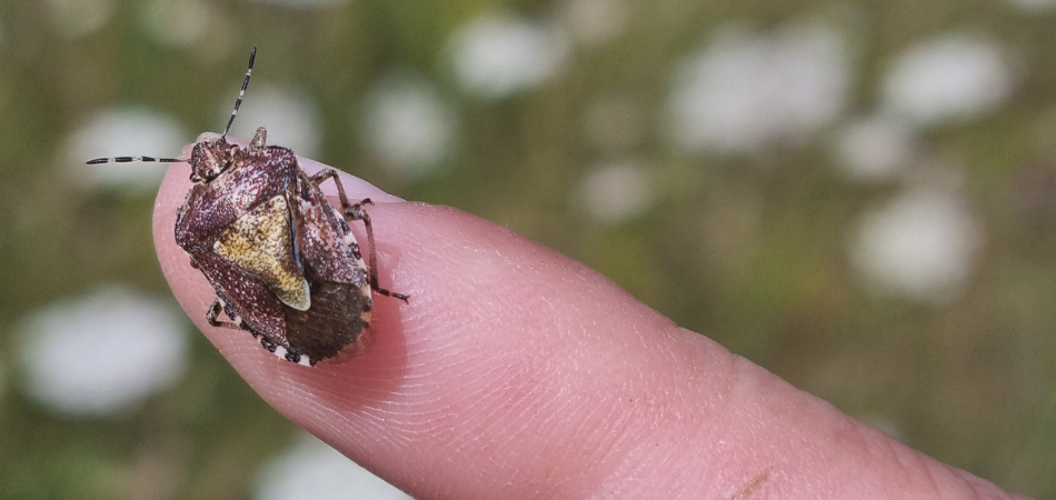 A close up of a shield bug on Biodiversity Officer Avery's finger 