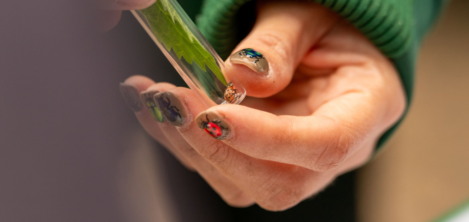 A ladybird being held in a viewing tube by Biodiversity Officer Avery