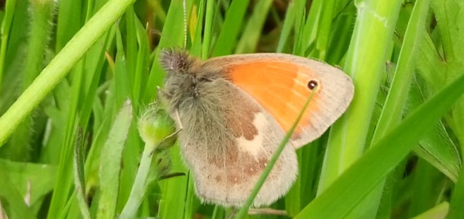 A small heath butterfly in the long grass