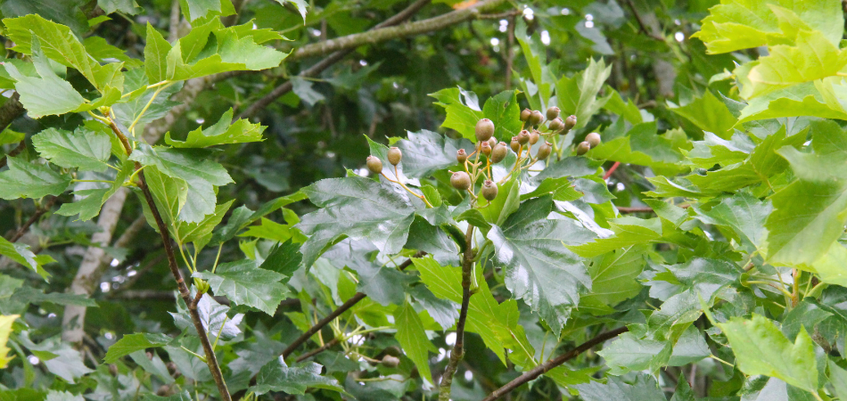 A wild service tree with immature fruits