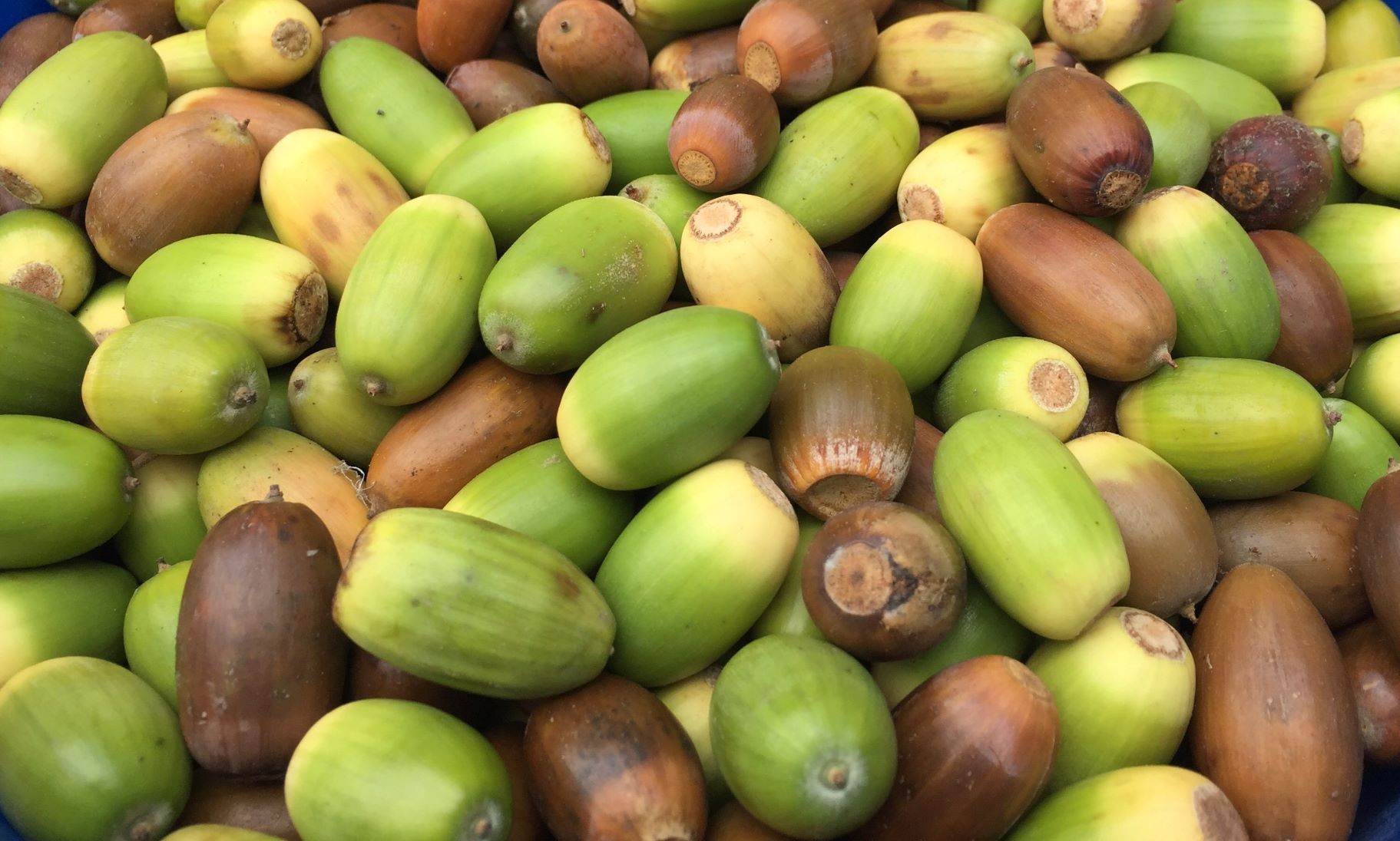 Green and brown acorns collected from the Forest