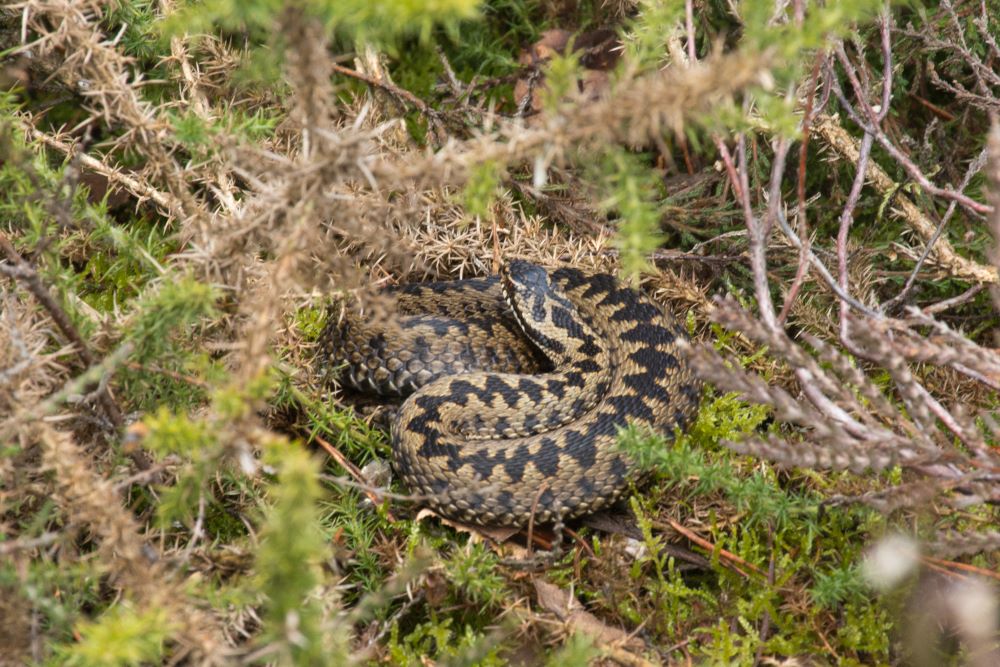 File:Grass Snake (Natrix helvetica) playing dead close-up