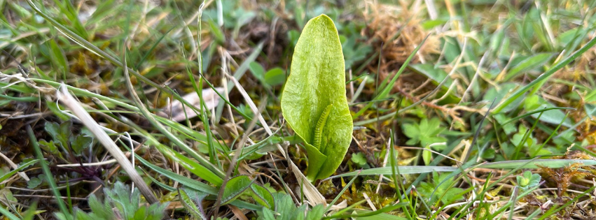 Adders tongue fern