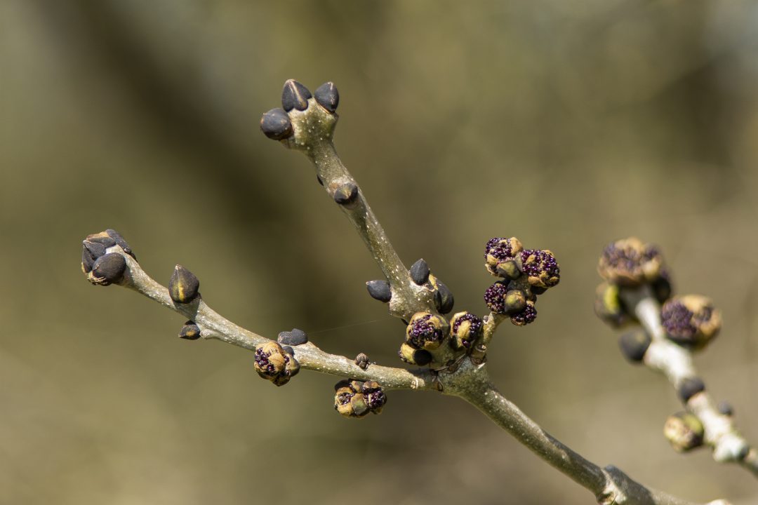 Close up of the buds of an ash tree