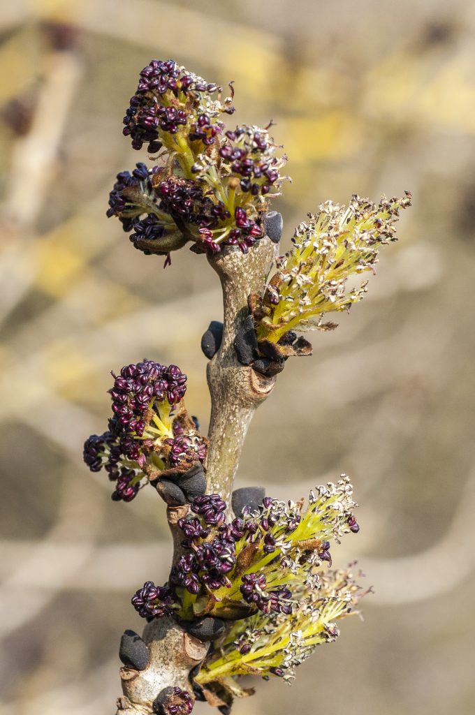 The flowers of the ash tree