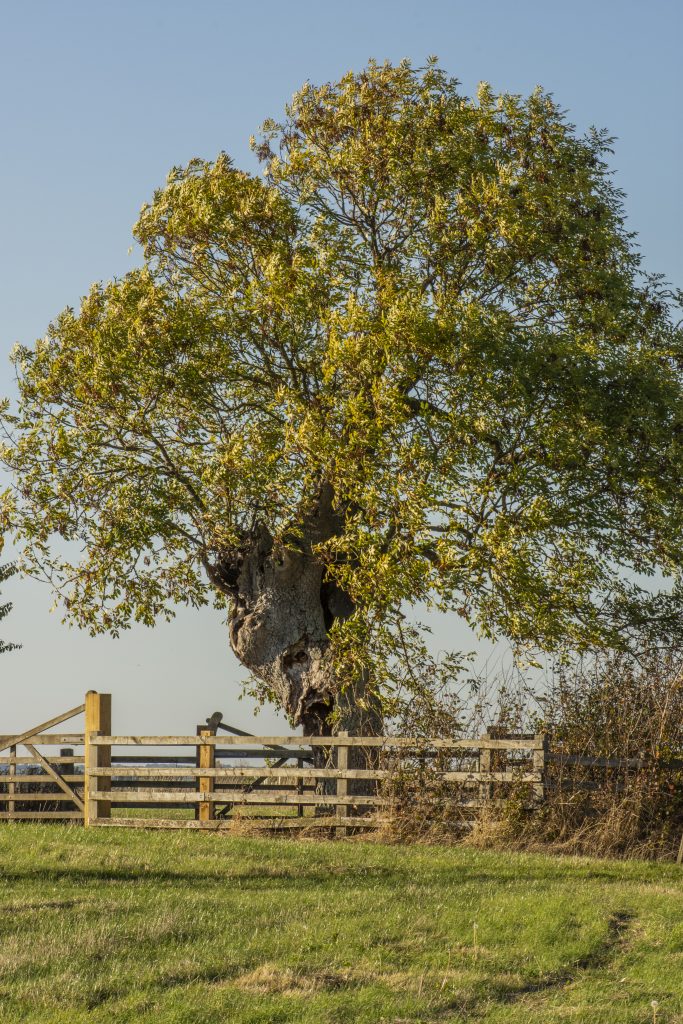 An Ash tree