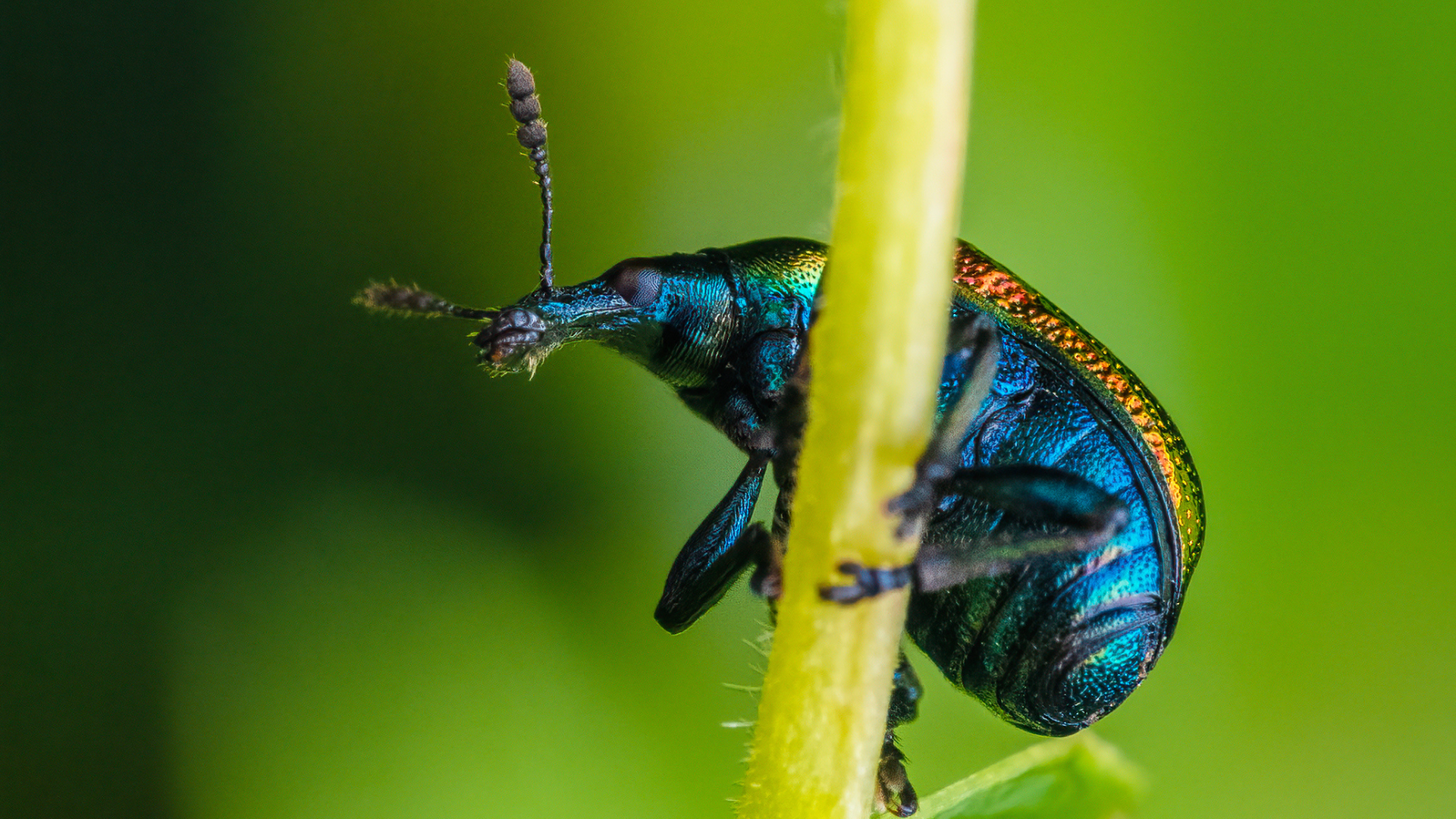 Aspen rolling leaf weevil