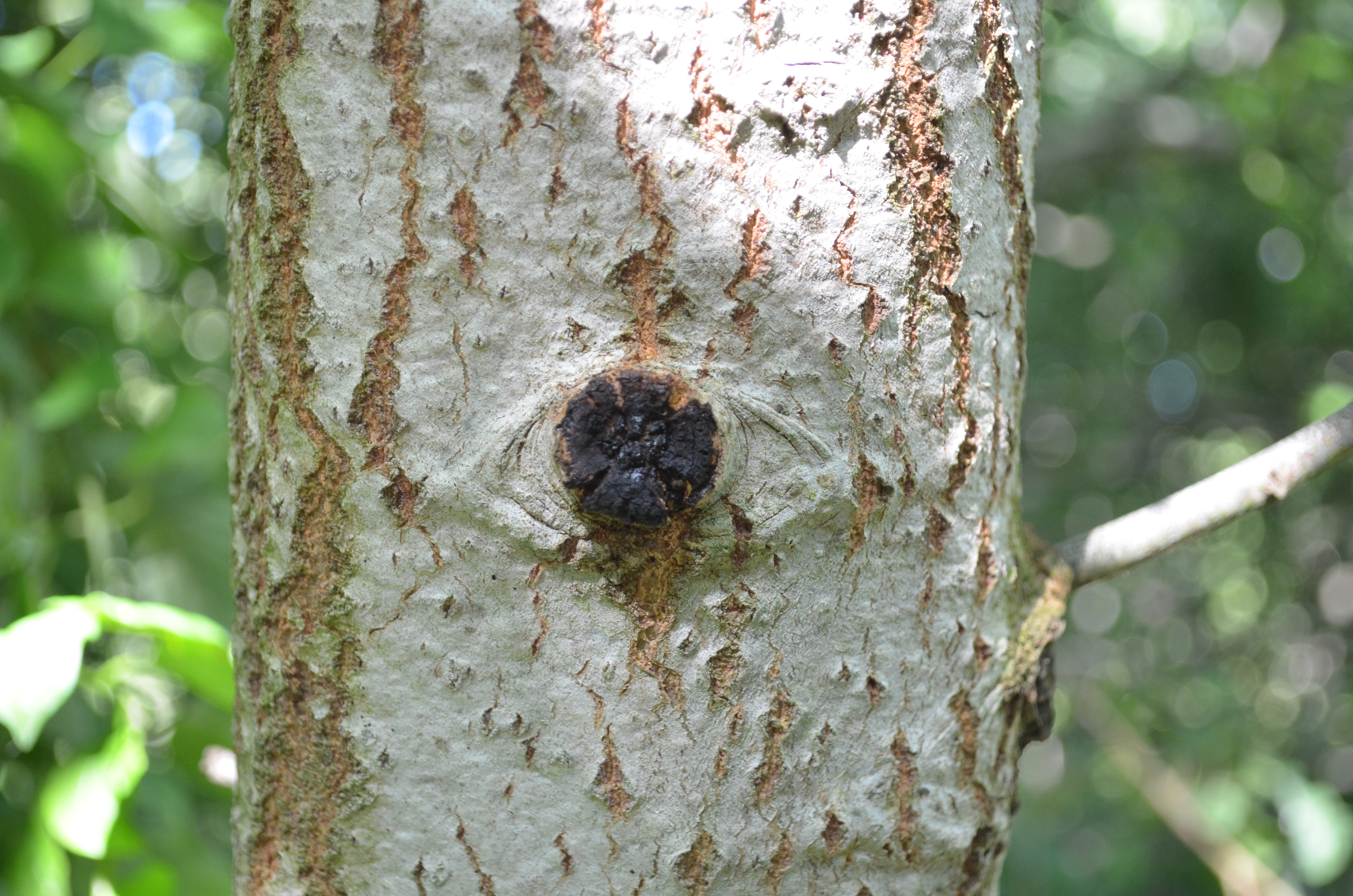 Close up of the bark of an aspen tree with a mark that looks like an eye.