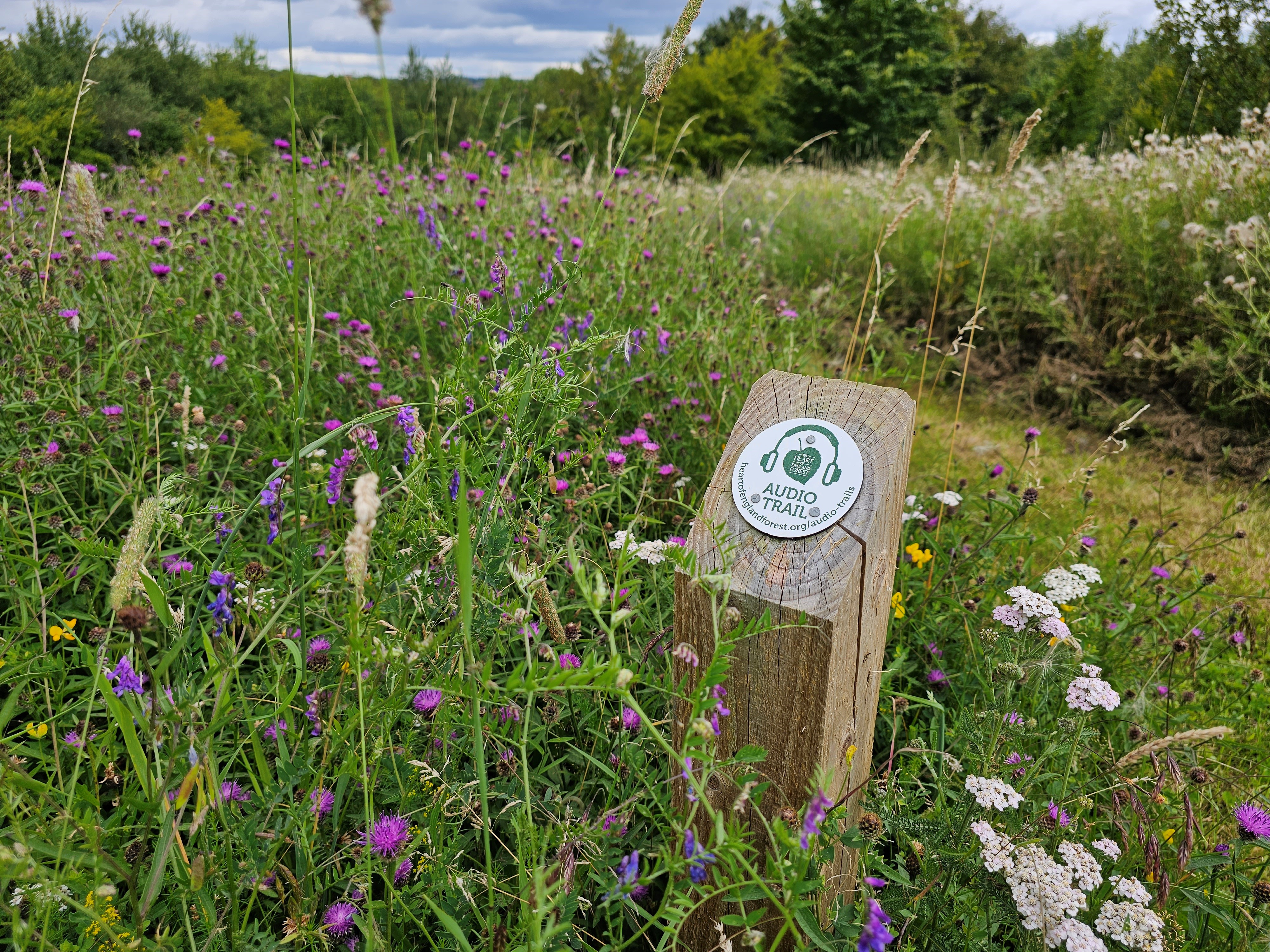 Audio trial sign post in Dorothy's Wood surrounded by wildflowers in the tree dedication area 