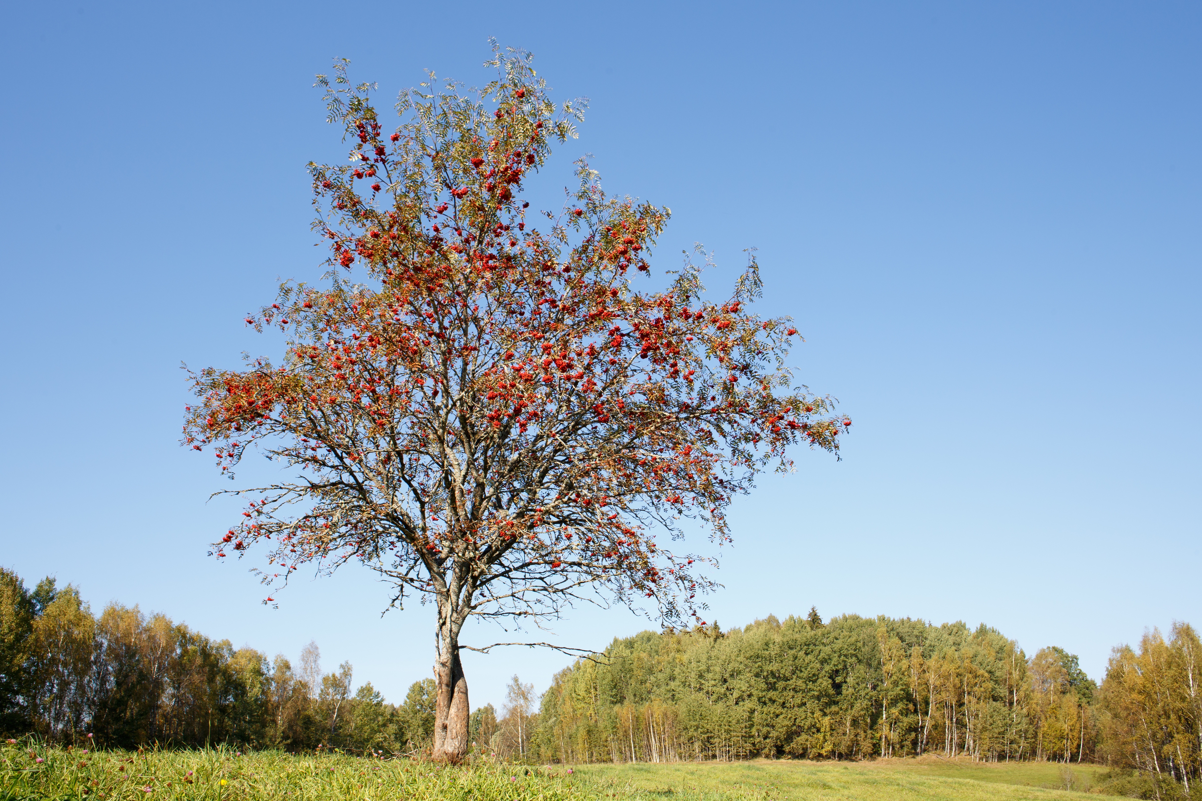 Mature rowan tree with red berries standing alone in a grassy field with mature trees in a line in the background.