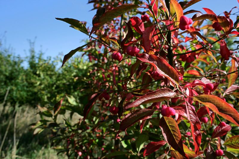 Close up of red leaves and berries on young spindle tree