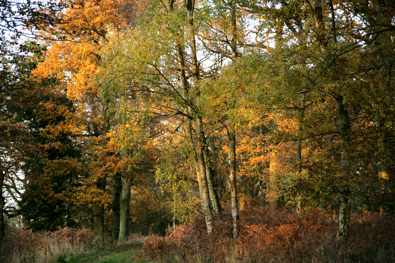 Autumnal trees in the Forest with yellow and orange leaves