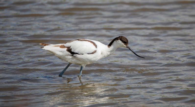 Avocet sweeping the water for food