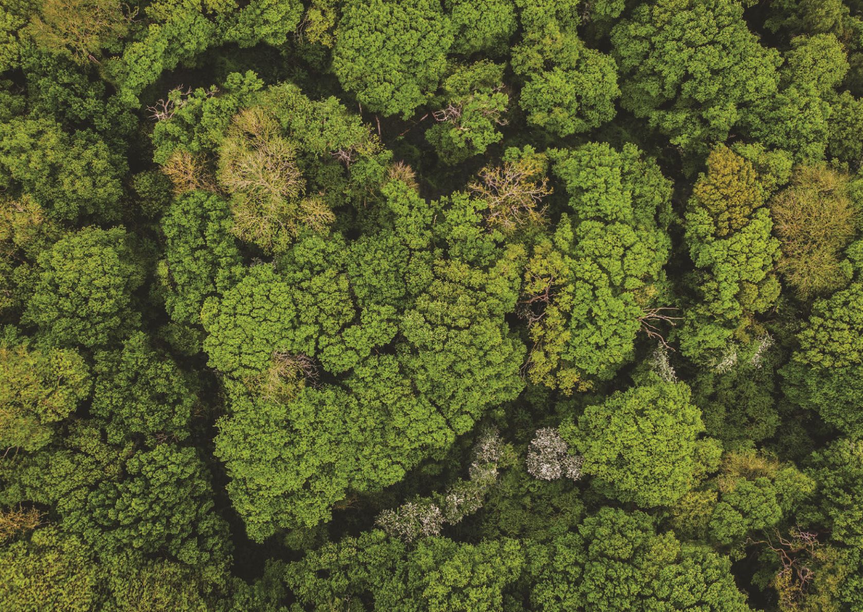 View of tree tops from above with a heart shape 