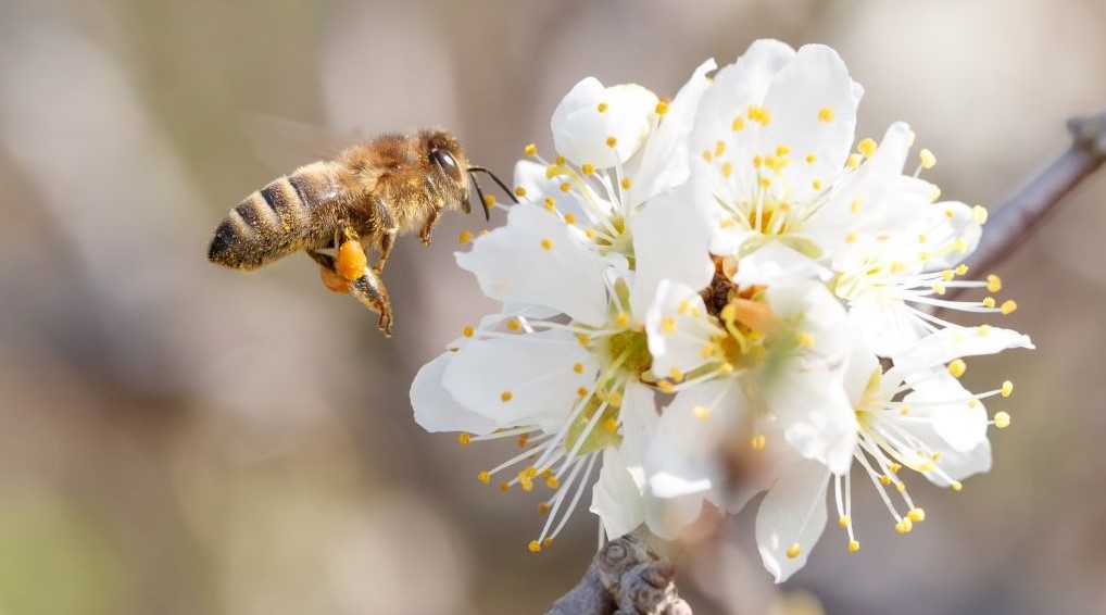 Close up of bee on blackthorn blossom 