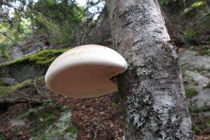 Birch polypore fungi in a forest