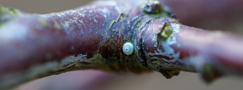 Black hairstreak egg on a blackthorn branch.