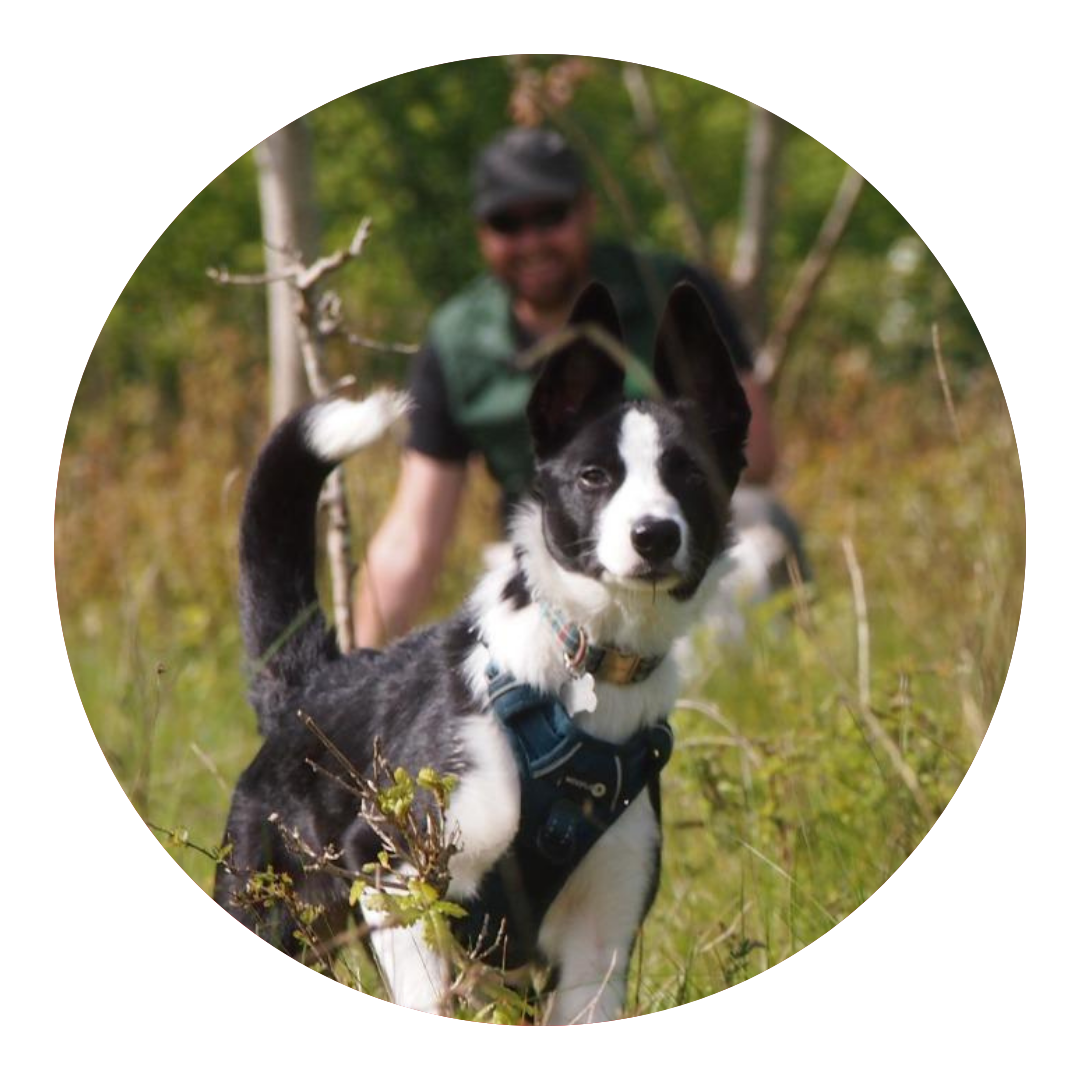 Bliss, Jonathan's dog running through the Forest