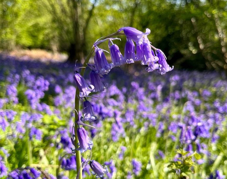 Close up of a purple-blue bluebell with a swathe of out of focus bluebells and trees in the background