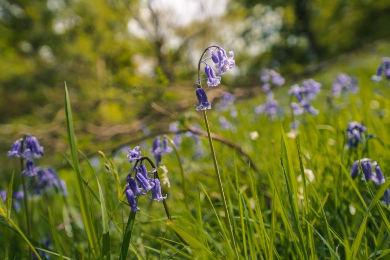 Close up shot of a bluebell