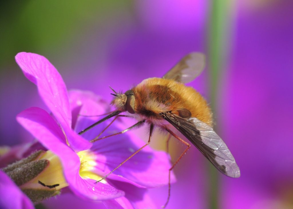 Bee flies. Bombylius discolor. Anthophora crinipes.