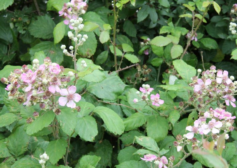 Close up of some bramble