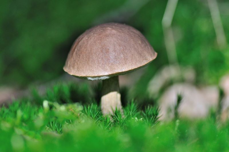 Close up of a brown birch bolete fungus in grass