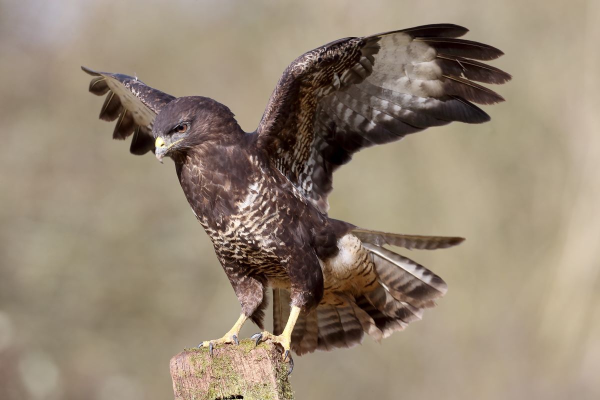A buzzard that has just landed on the top of a wooden post with its wings outstretched
